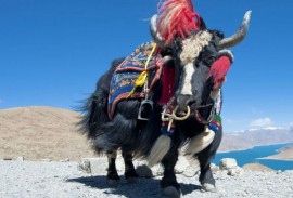   100: YAK DANCE  .  Tserkarmo Gonpa.  2018 .  .