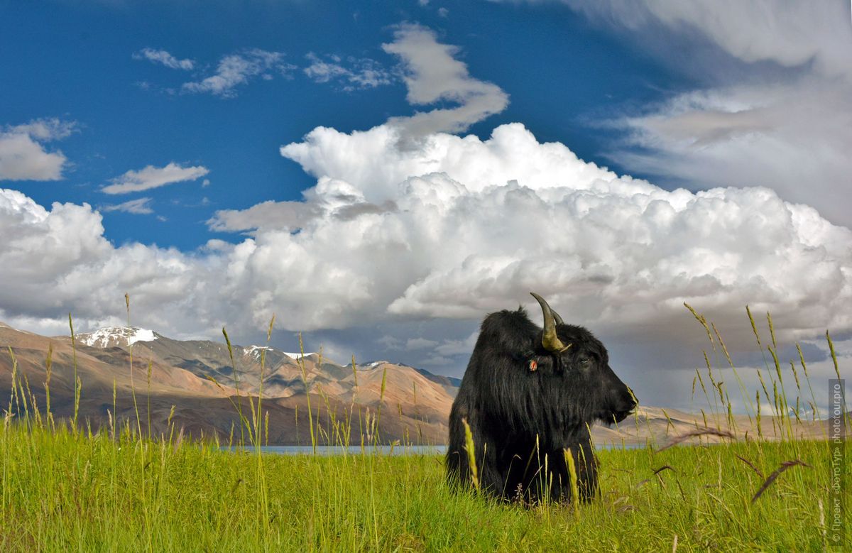 Black Tibetan Yak, Ladakh women's tour, August 31 - September 14, 2019.