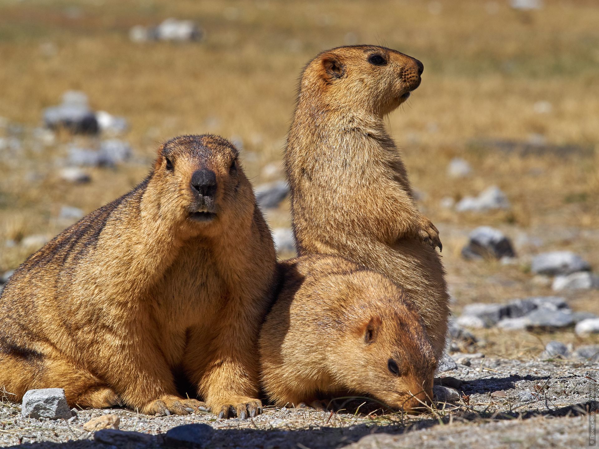 Tibetan marmotas on the way to Pangong Lake. Photo tour / tour Tibet of Lake-1: Pangong, Tso Moriri, Tso Kar, Tso Chiagar, Dance of Tsam on Lake Pangong, 08.07.-17.07.2022.