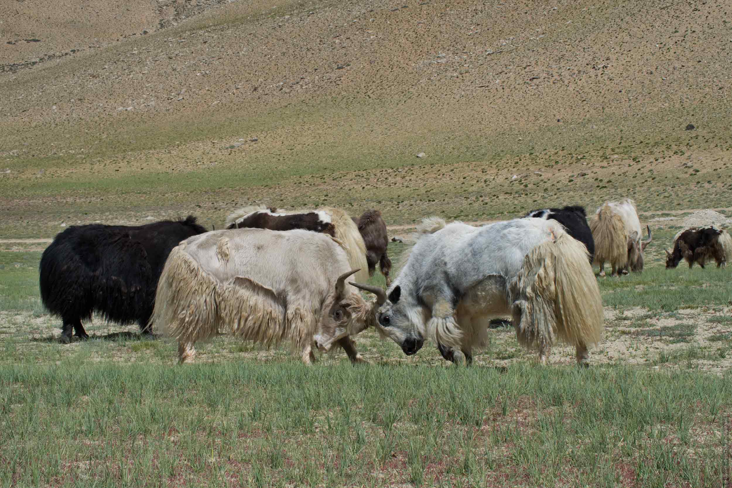 Tibetan yaks. Tour Tibet Lakeside Advertising: Alpine lakes, geyser valley, Lamayuru, Colored Mountains, 01 - 10.09. 2023 year.