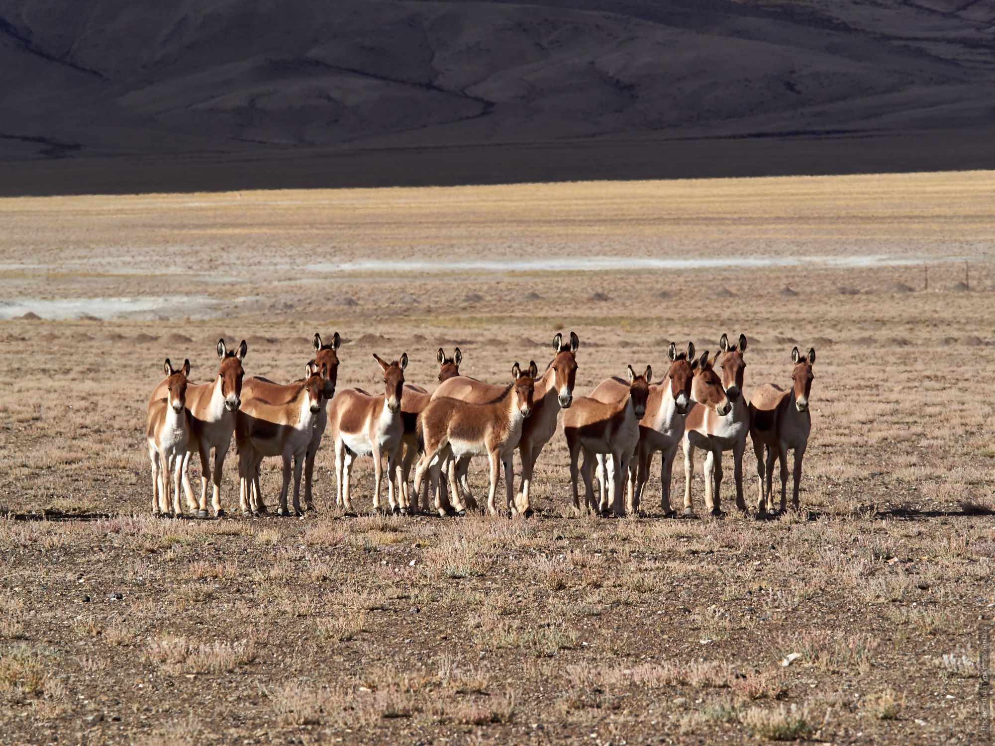 Photo tour Tibet Lakes: Pangong, Tso Moriri, Tso Kar, Tso Startsapak, 27.06. - 08.07.2018.