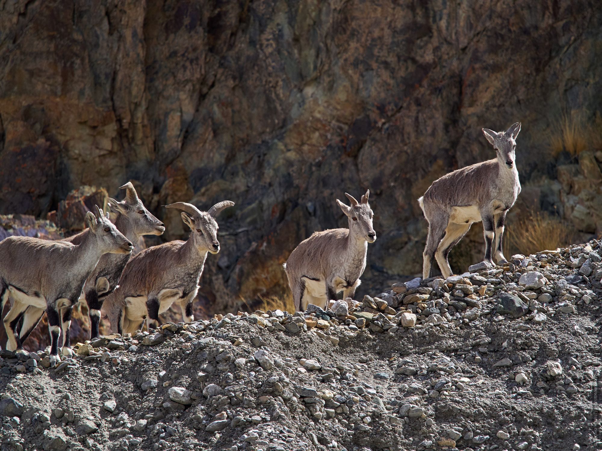 Wild goats in Zanskar. Budget photo tour Legends of Tibet: Zanskar, 30.08. - 09.09.2025.