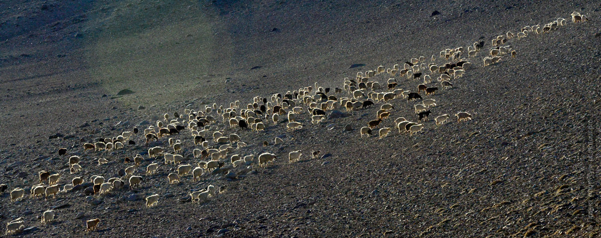 Baskets Fu, summer pastures of nomads. Tour Tibet Lakeside Advertising: Alpine lakes, geyser valley, Lamayuru, Colored Mountains, 01 - 10.09. 2023 year.